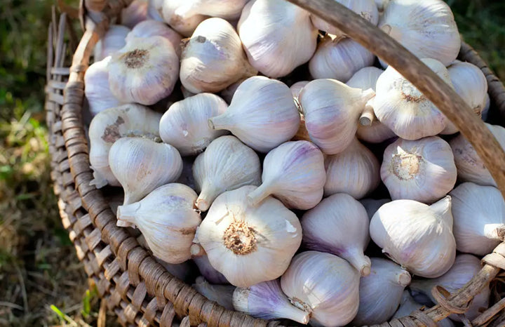 Garlic (ea)