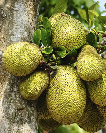 Fresh Jackfruit – 11 oz