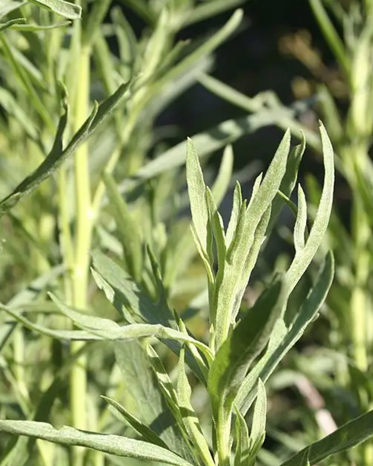 Close-up of fresh tarragon leaves growing outdoors.