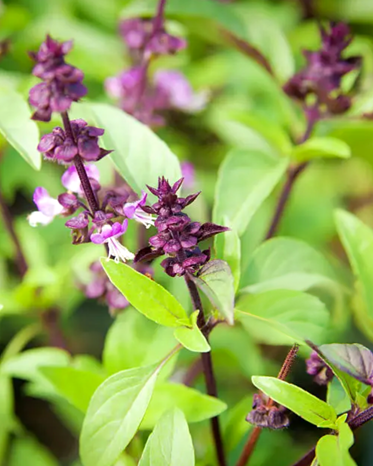 A close-up of Thai basil leaves and flowers with a blurred background.
