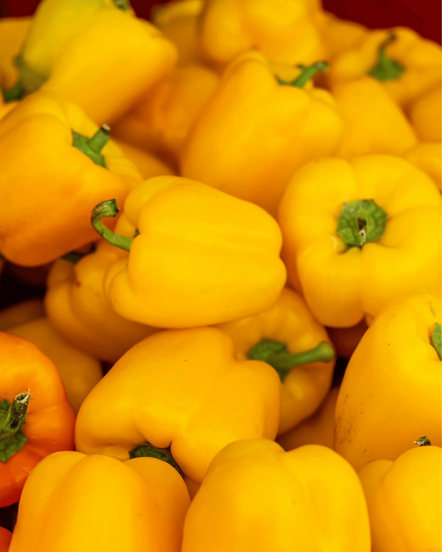 Yellow Bell Pepper