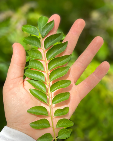 Curry Leaves