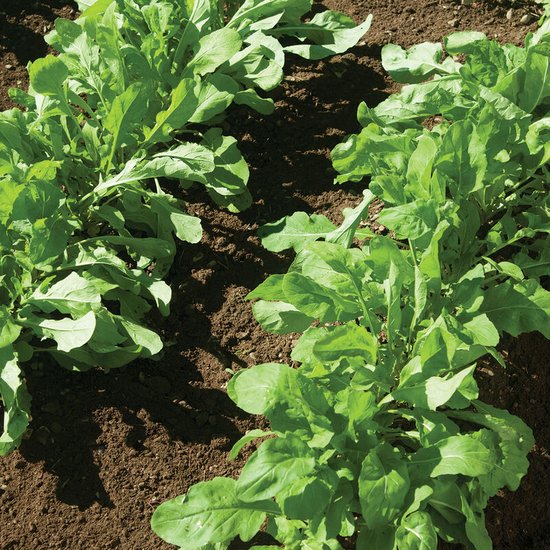 Arugula (bunch)