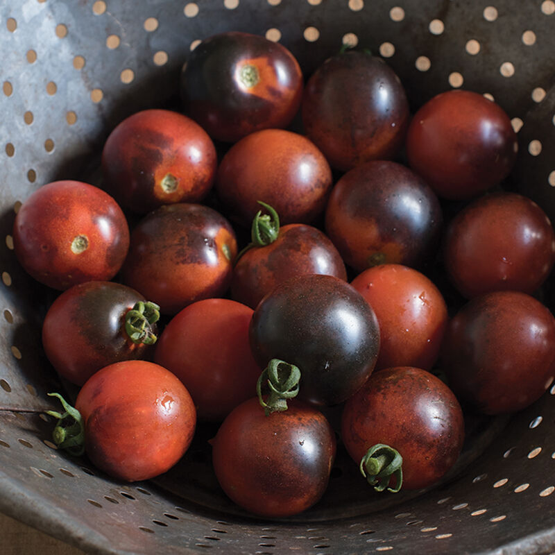 Cherry Tomatoes Indigo Cherry Drops (pt)