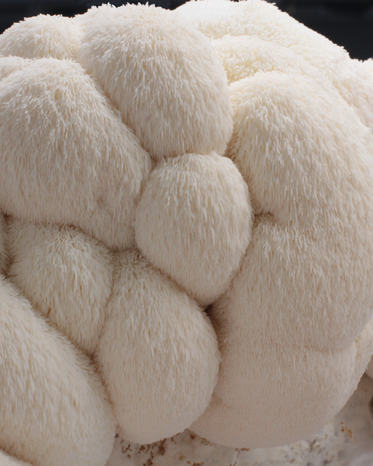 Lions Mane Mushrooms PF – Half Pound
