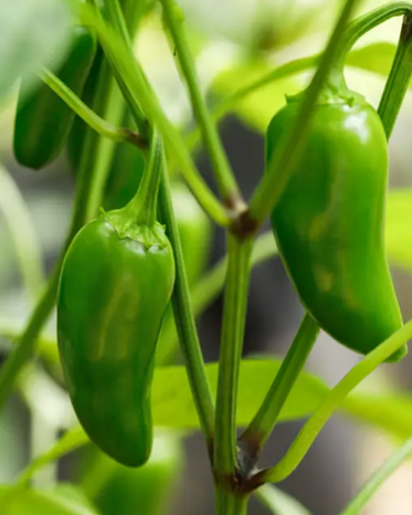 Jalapeno