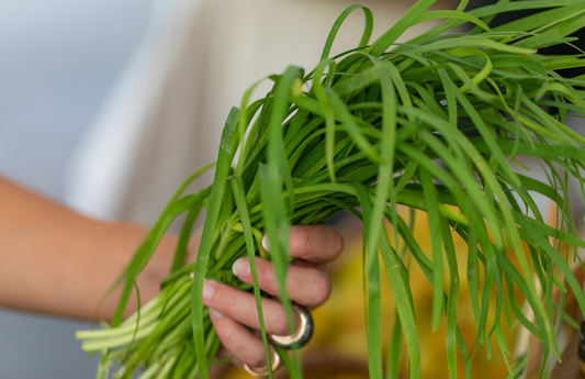 PF Garlic Chives (bch)