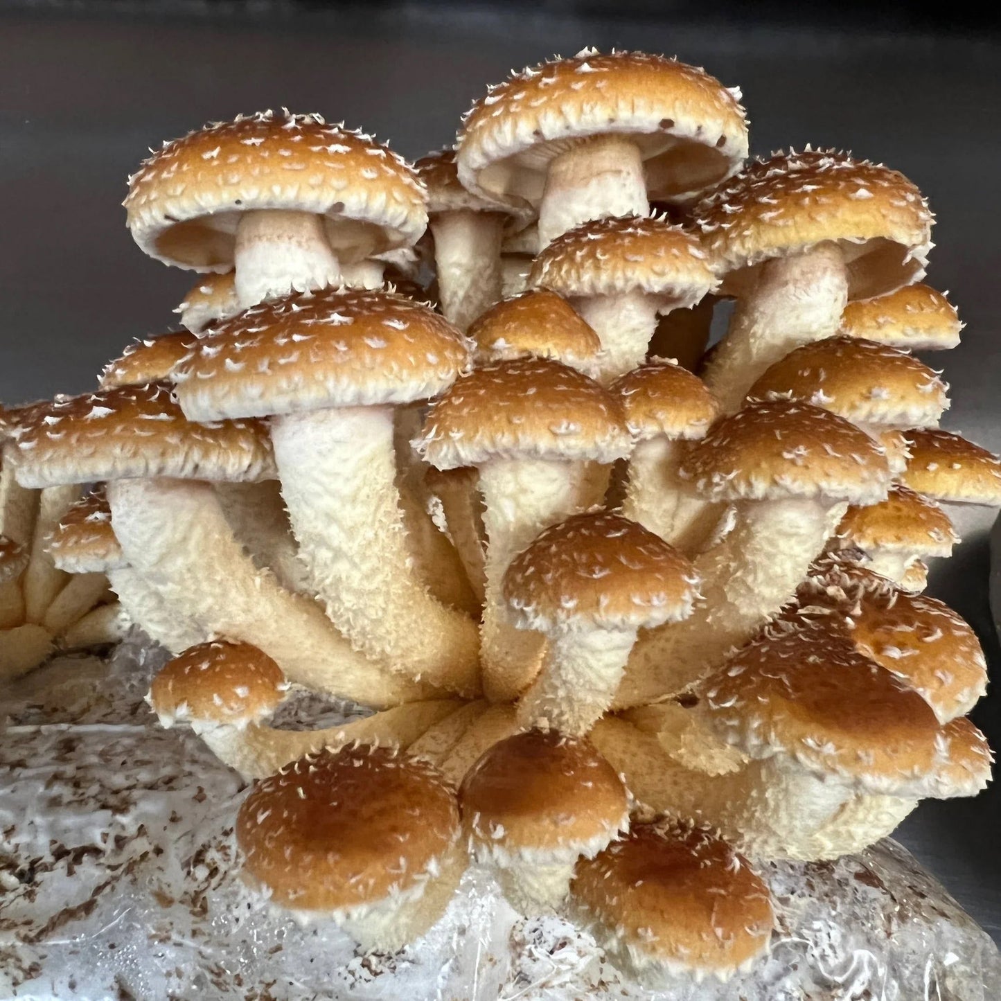 Mushrooms, Chestnut (lb)