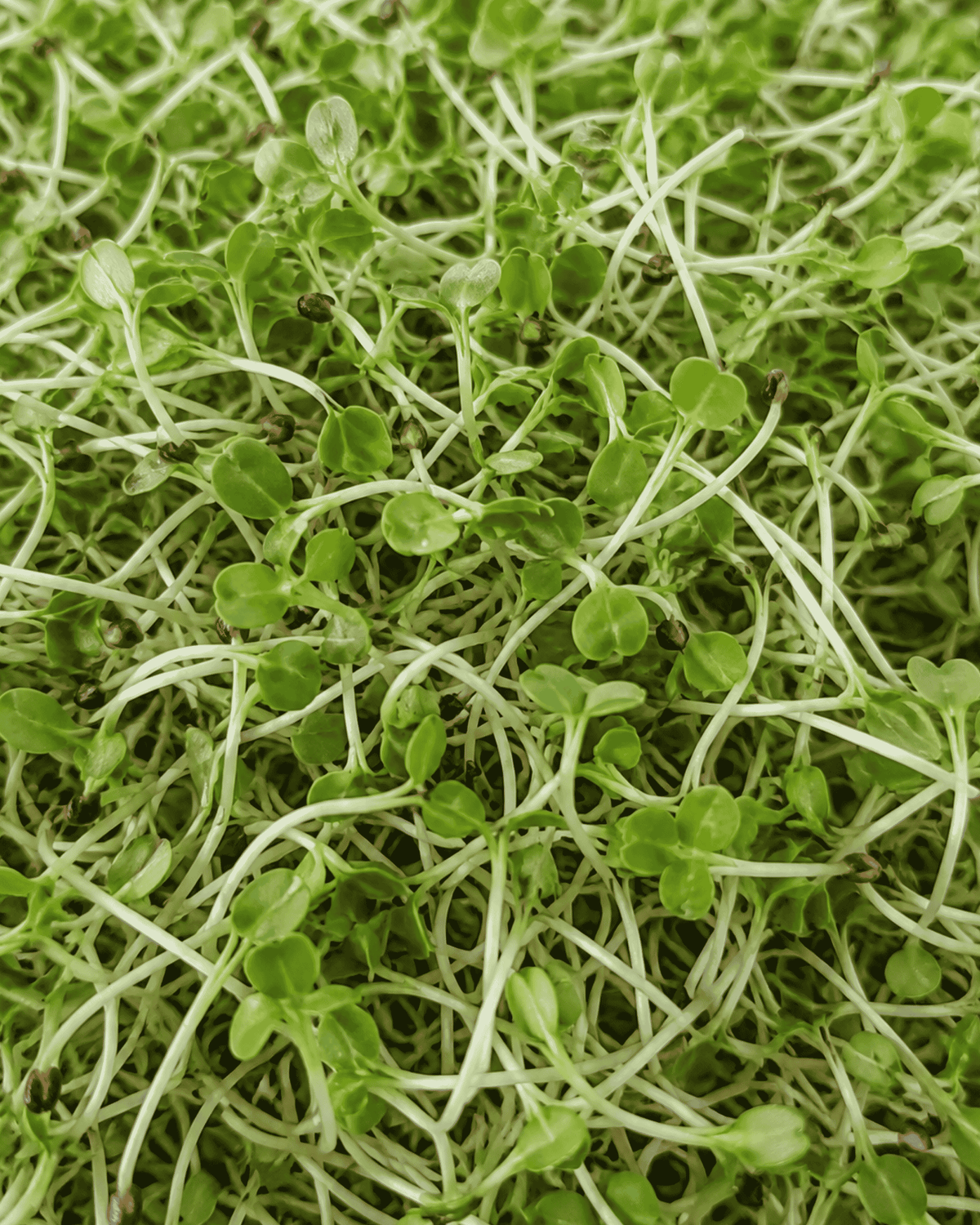 Alfalfa Microgreens