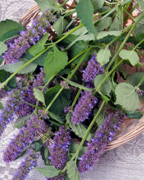 Anise Hyssop PF