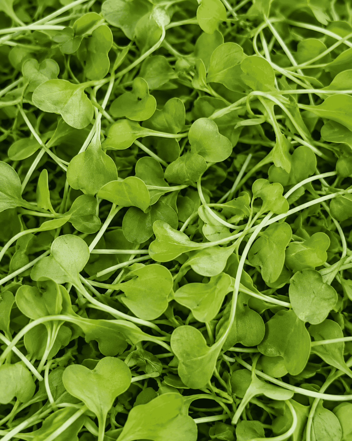 Sunflower Shoot Microgreens