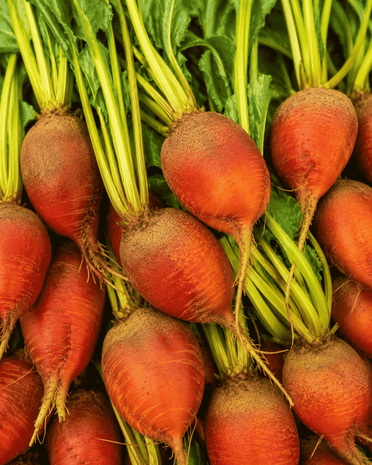 Badger Flame Beets