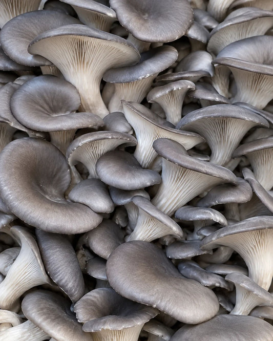 Blue Oyster Mushrooms – Pound