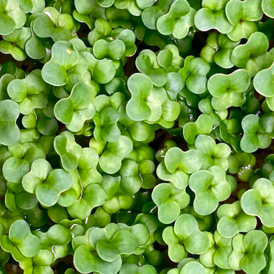 Brassica Blend Microgreens