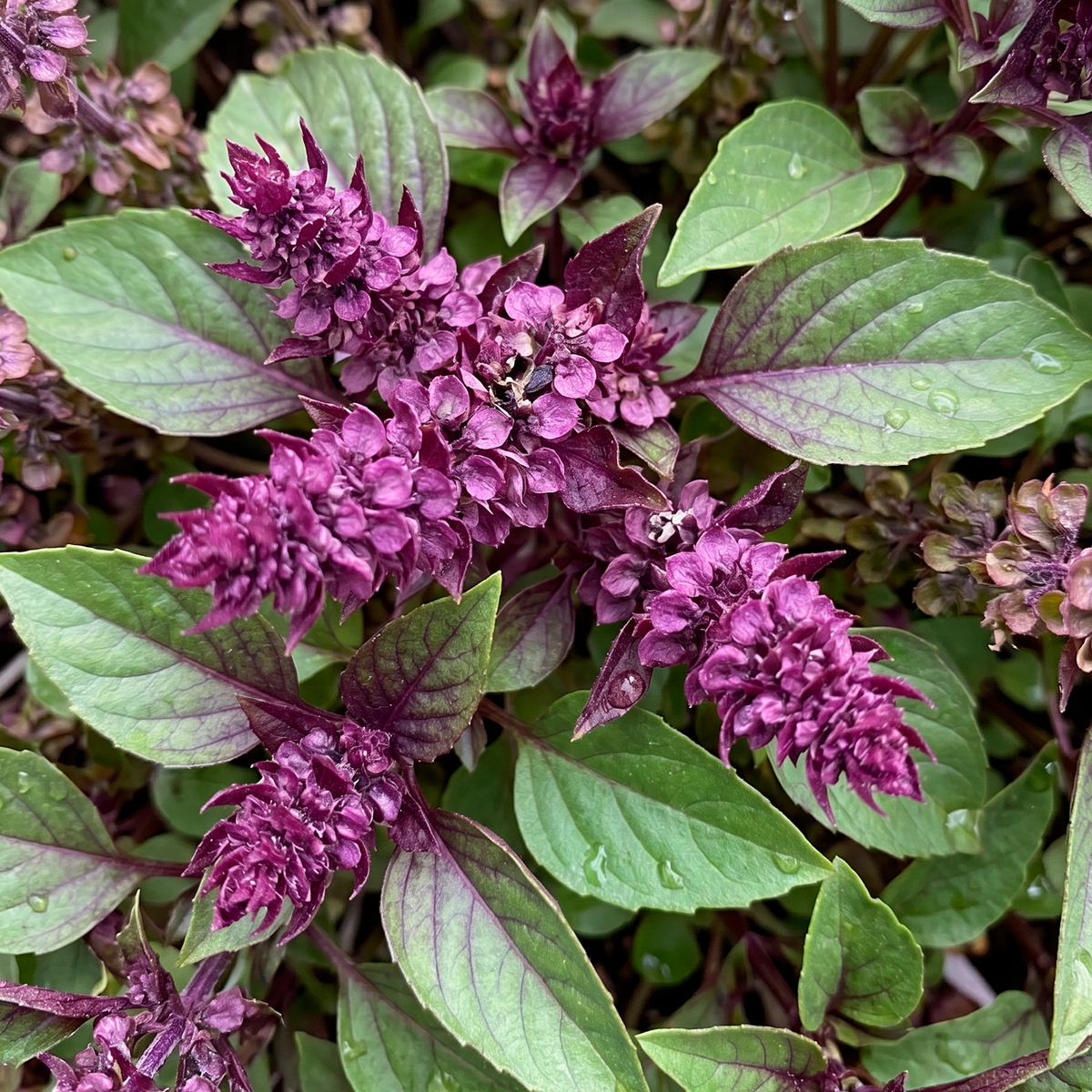 Cardinal Basil – Bunch