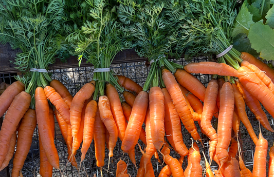 Carrots (bch)