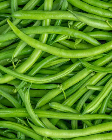 A vibrant bunch of freshly harvested Purple Celine beans from Paradise Farms, showing their deep violet hue and crisp texture.