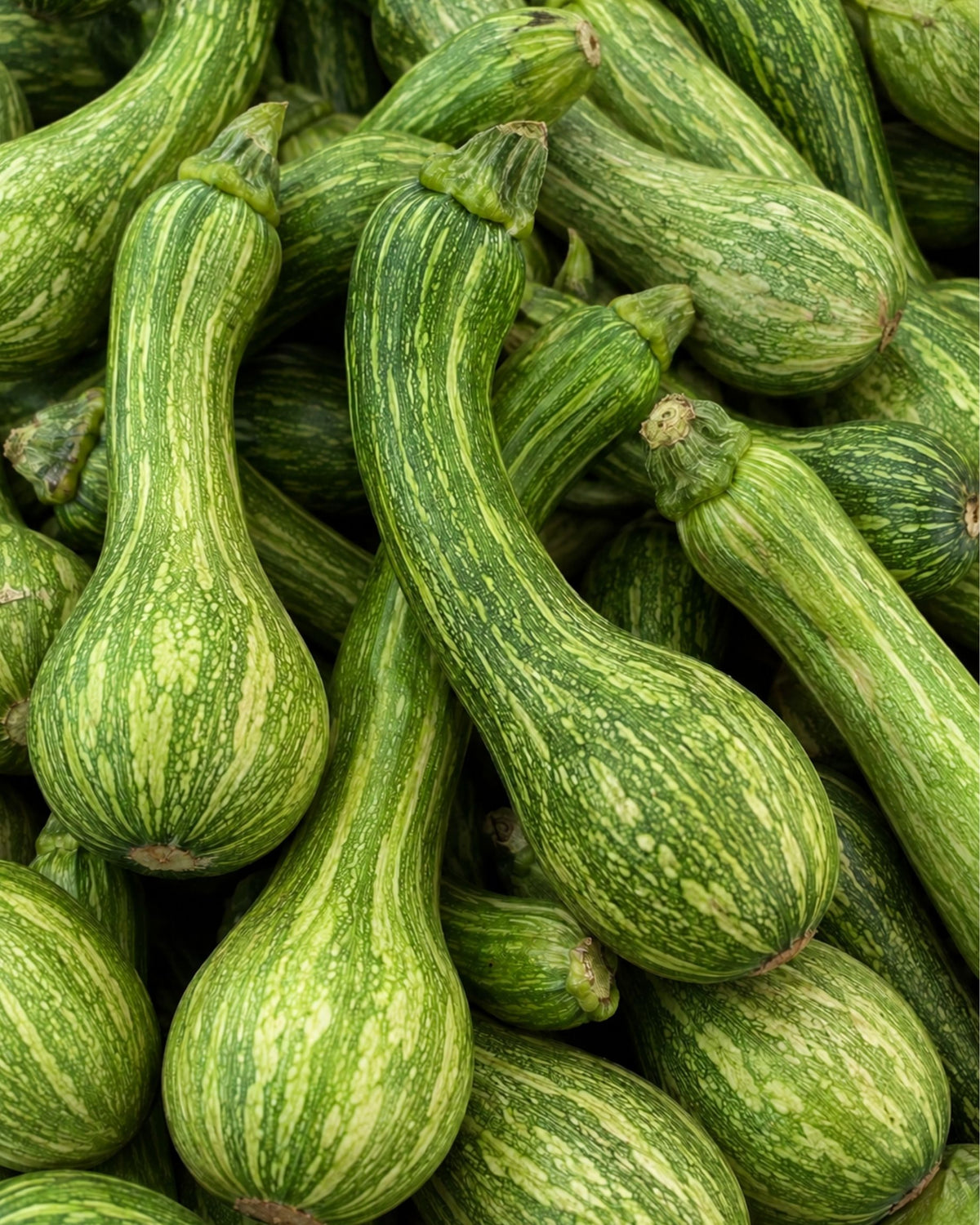 Centercut Squash
