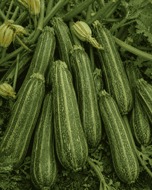 Costata Romanesco Zucchini