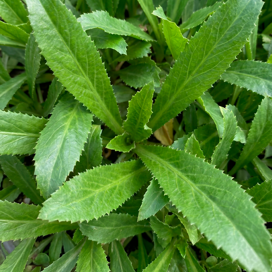 Culantro