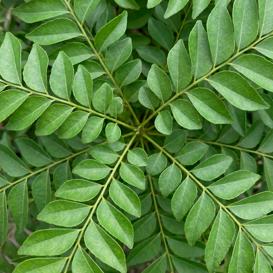 Curry Leaves