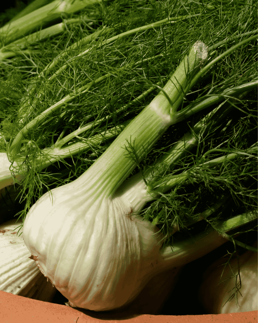 Fennel PF