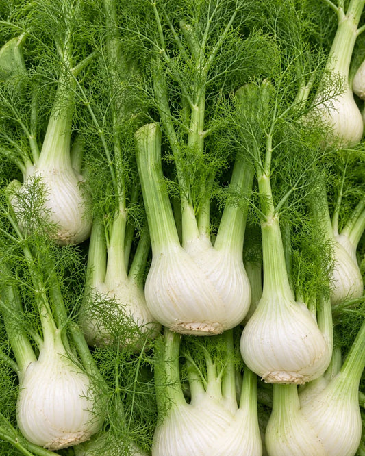 Fennel