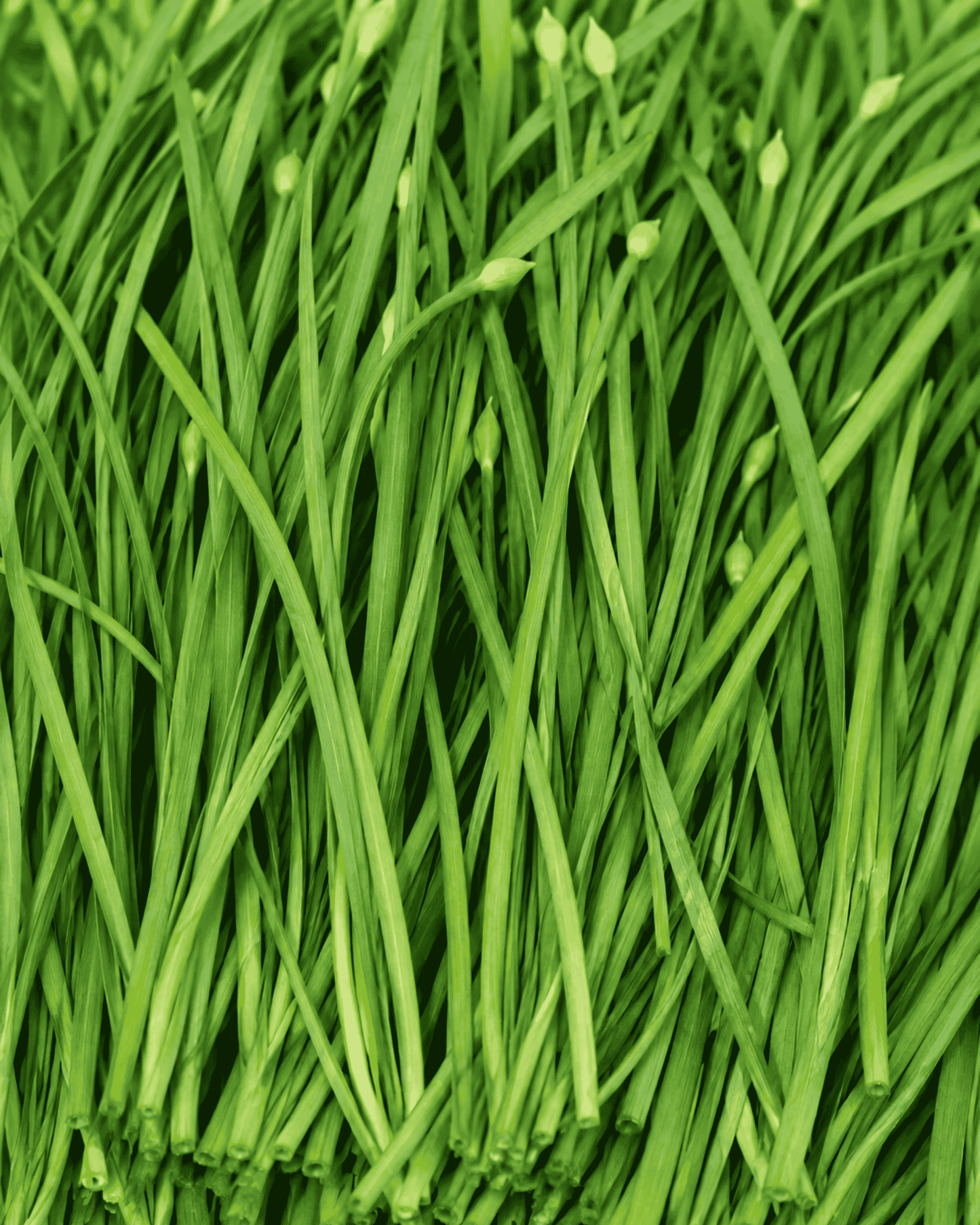 Garlic Chives