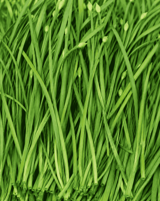 Garlic Chives