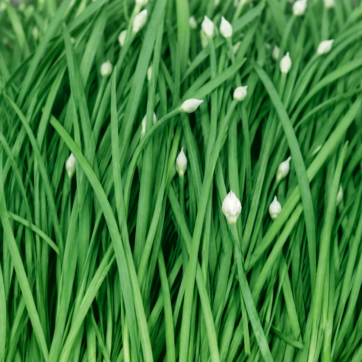 Garlic Chives