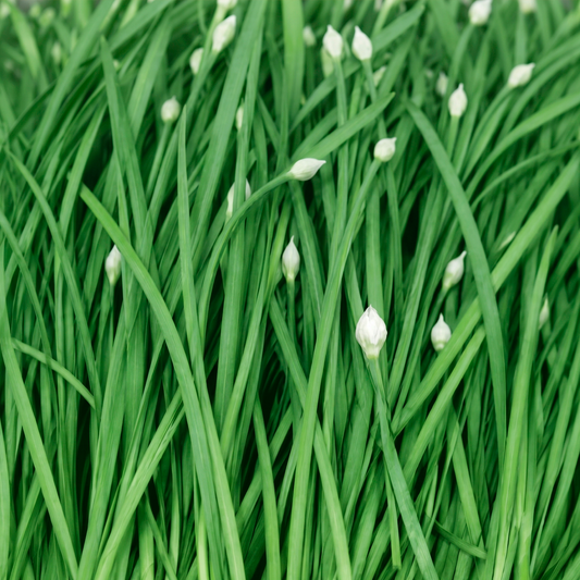 Garlic Chives