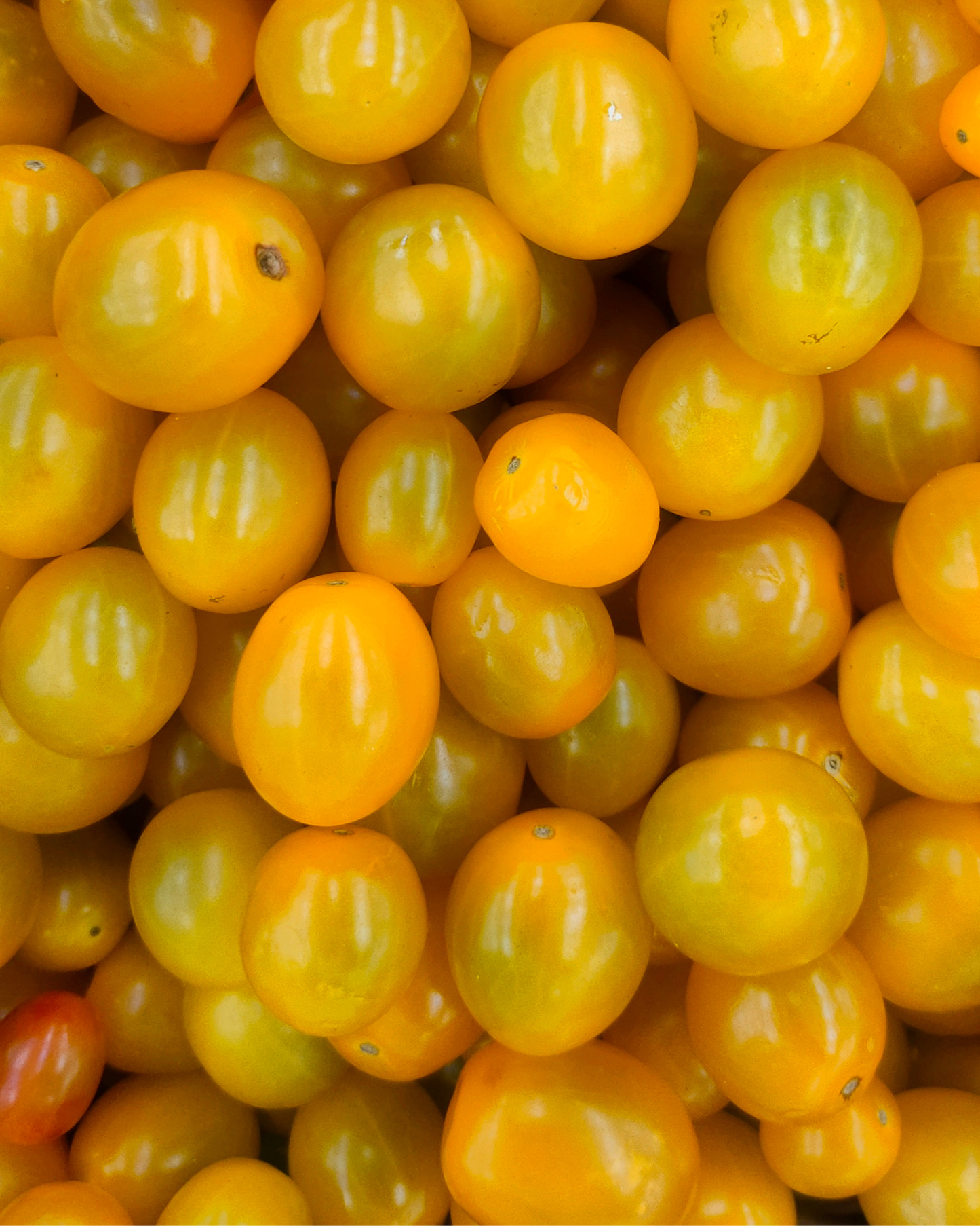 Gold Grape Tomatoes