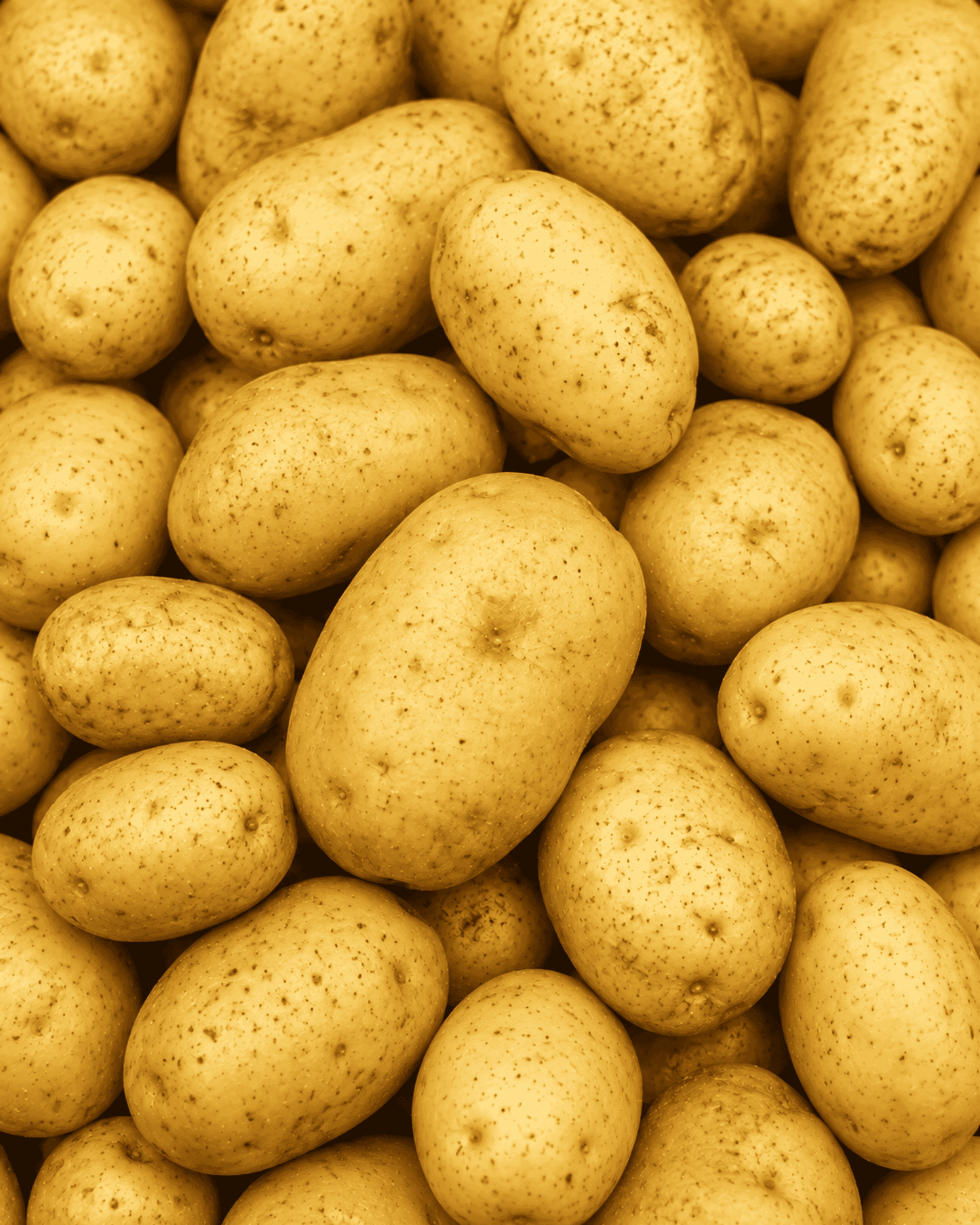 Gold Potato – Pound