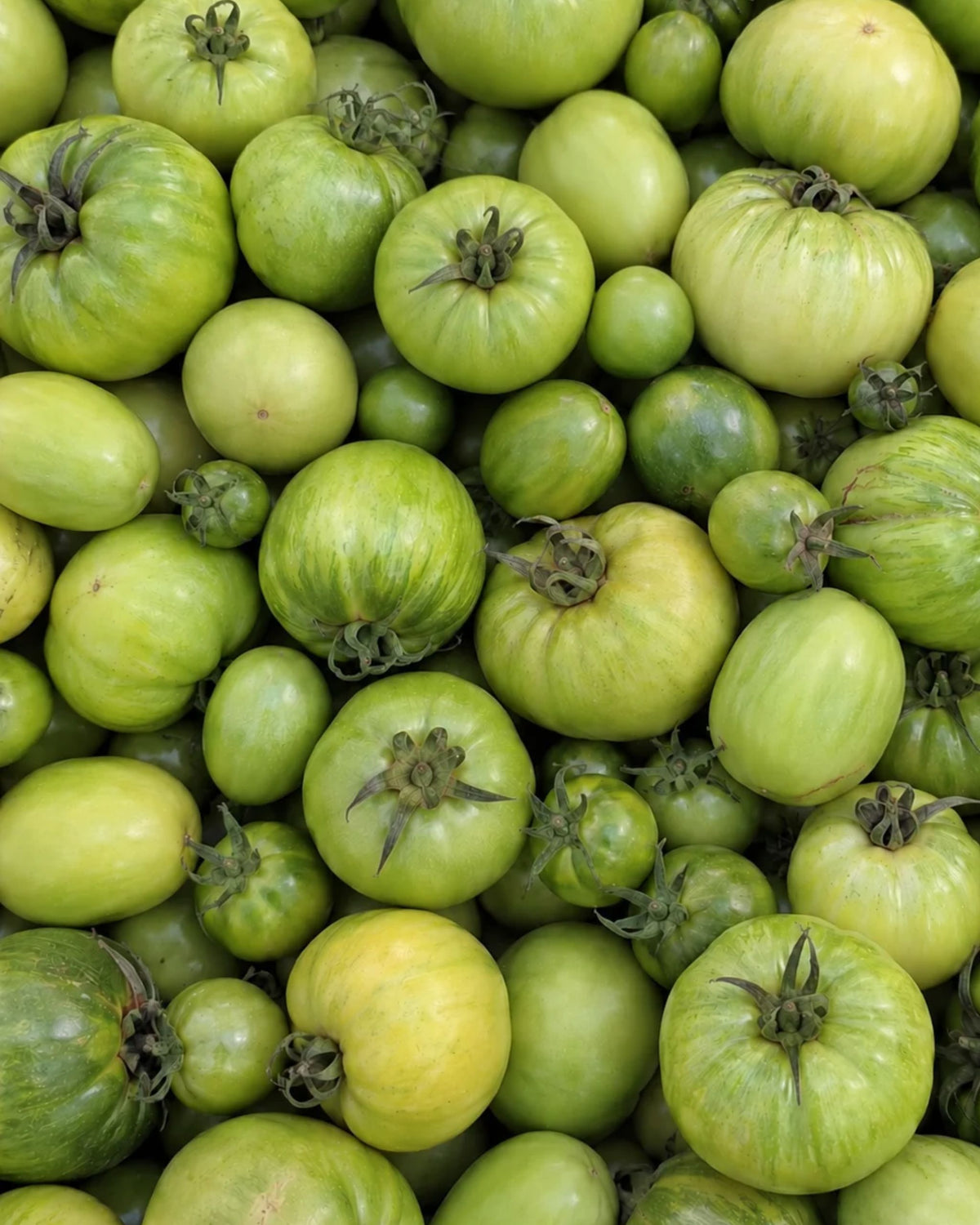 Green Tomatoes