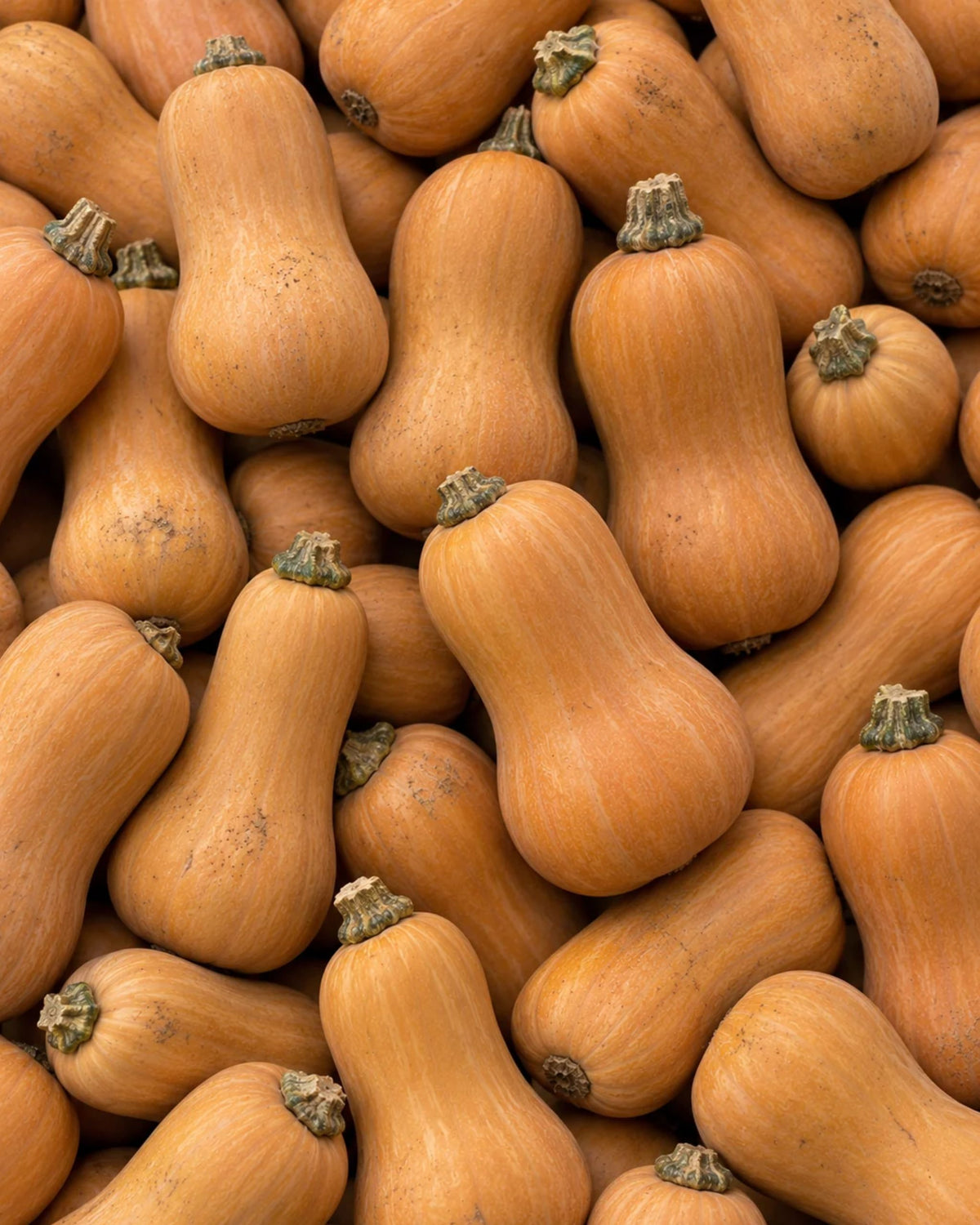 Honeynut Butternut Squash