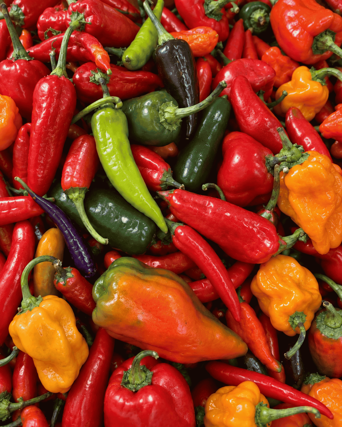 Hot Peppers Mix – Half Pound