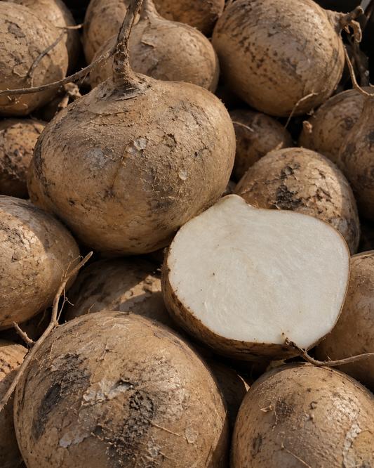 Jicama – Medium