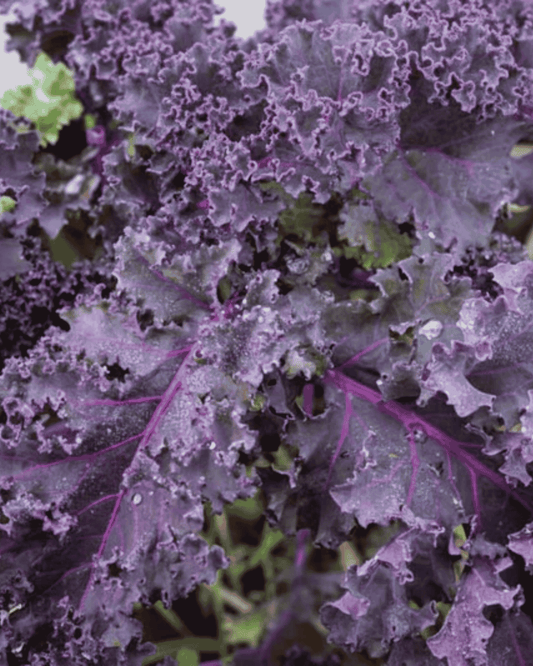Frise Rouge Kale PF
