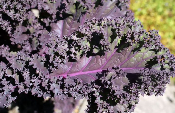 Kale Frisé Rouge (bch)