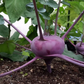 Kohlrabi (bch)