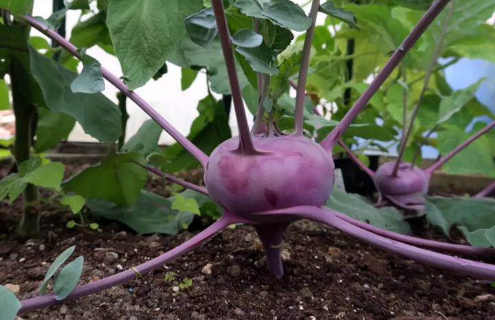 Kohlrabi (bch)