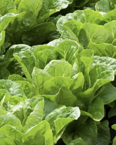 Field of mature Kolibri lettuce plants with green leaves.