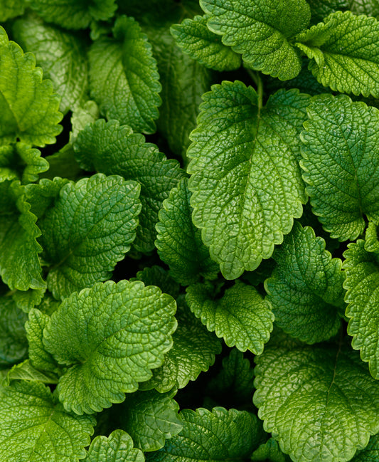 PF Lemon Balm (bch)