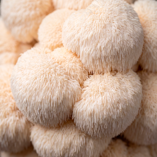 Lions Mane Mushrooms – Pound