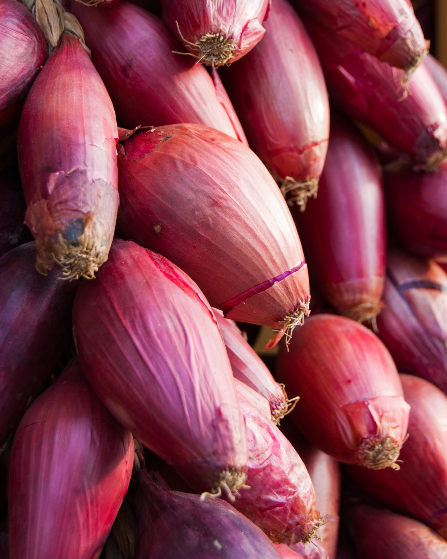 Red Long of Tropea Onion