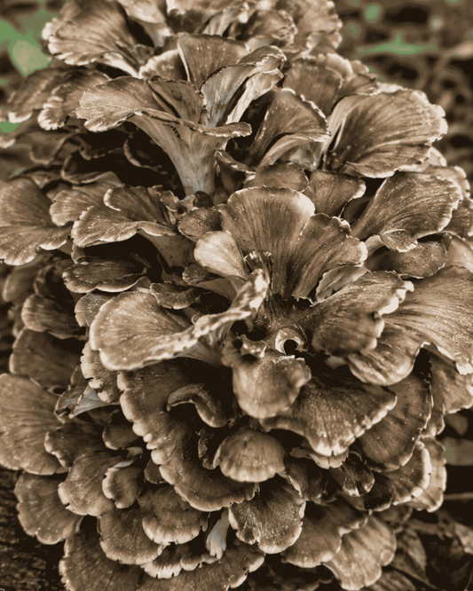 Maitake Mushrooms