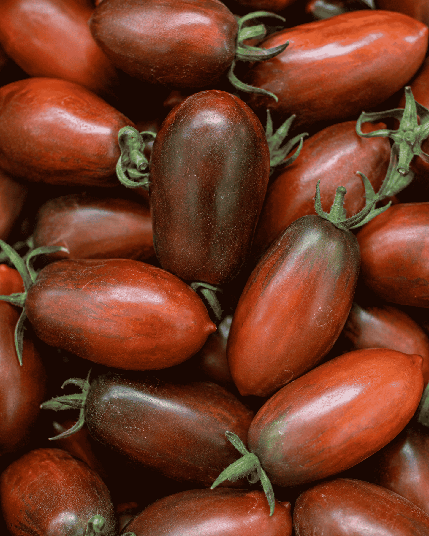Midnight Roma Tomato
