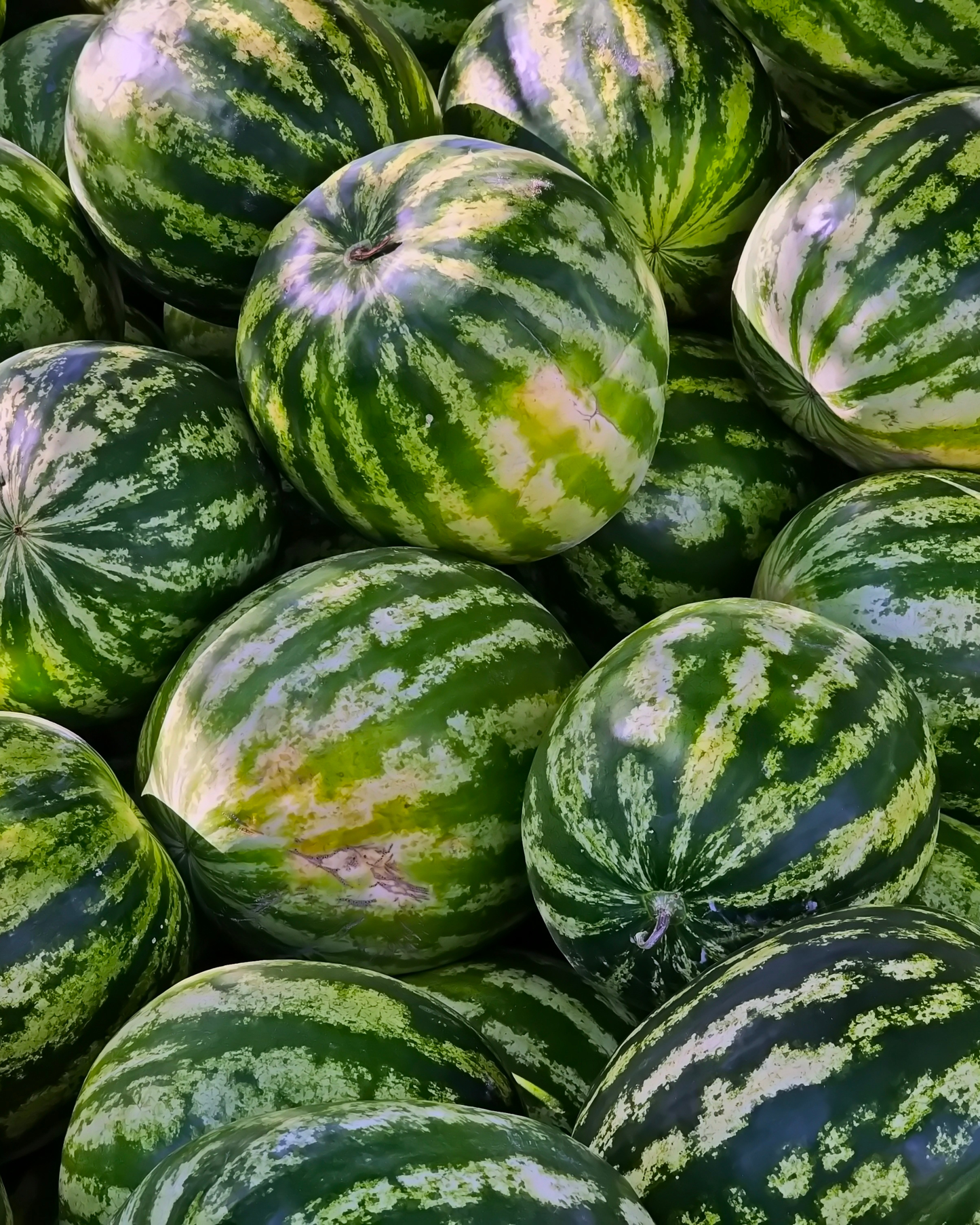 Mini Red Watermelon