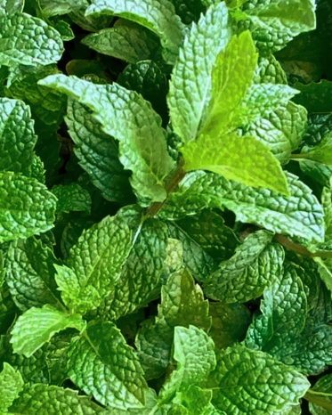Mint PF