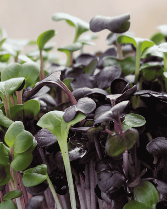 Nirvana Blend Microgreens PF
